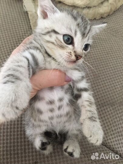 Кошка в дар