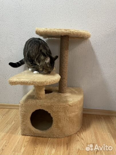 Кошечка в добрые руки