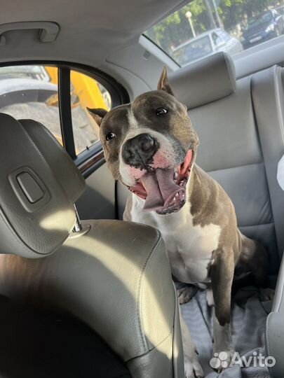 Питбуль вязка