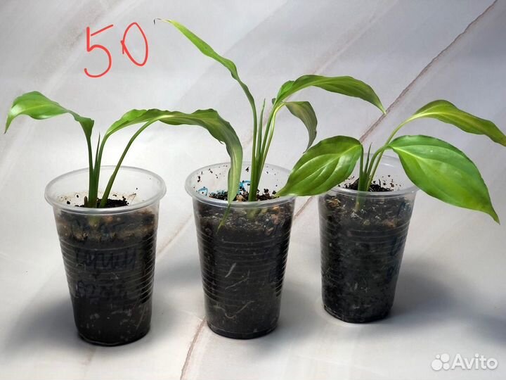 Спатифиллум декабрист