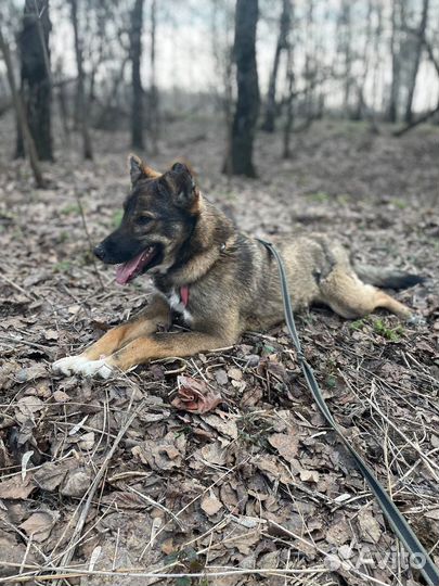 Собака небольшая Тиша в дар