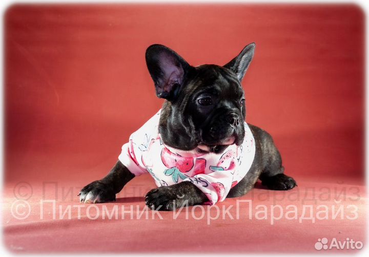 Французский бульдог щенки