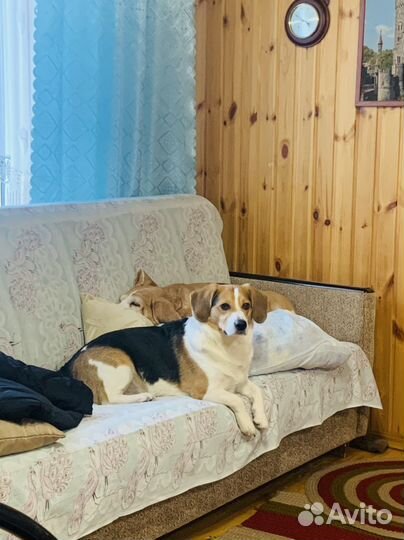 Передержка животных