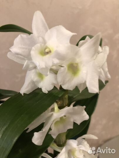 Дендробиум нобиле