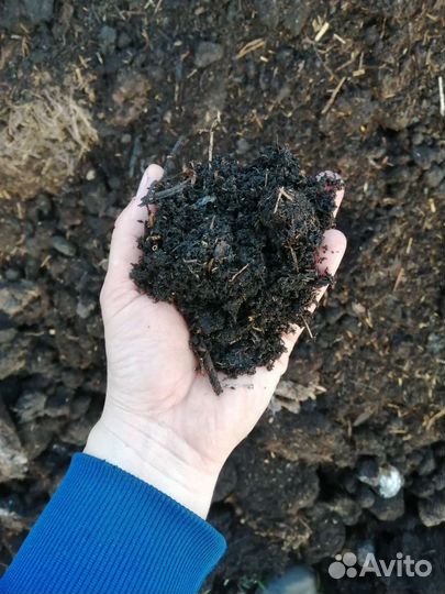 Перегной конский навоз