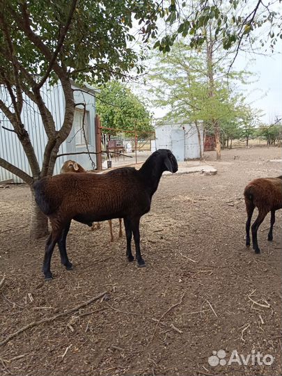 Баран гиссарский