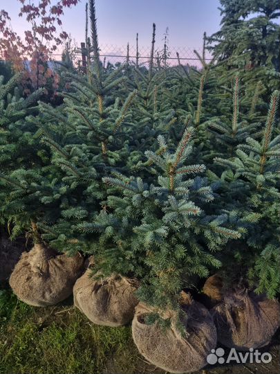 Голубая ель