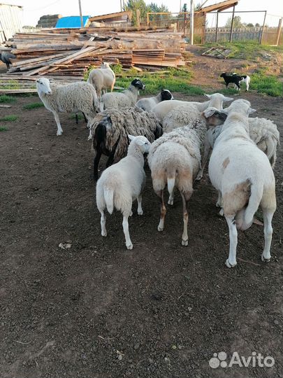 Бараны, ягнята, овцы