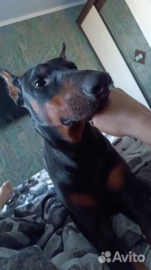 Доберман вязка