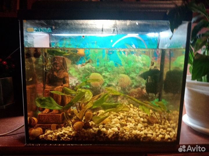 Аквариум