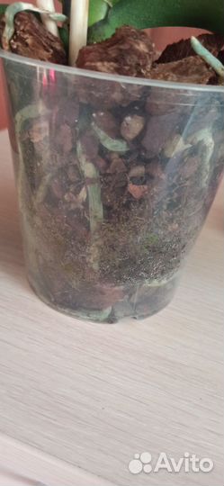 Орхидея фаленопсис