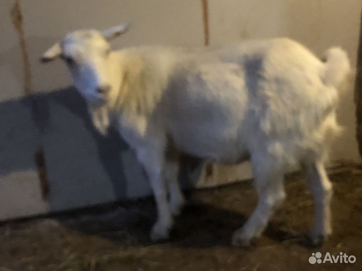 Козы на племя