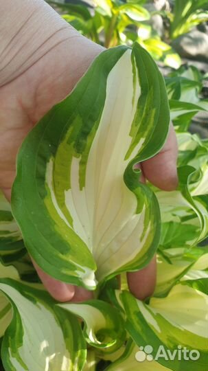 Хоста Киви Cперминт (Kiwi Spearmint)