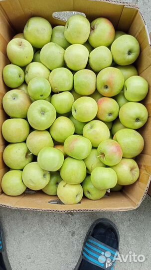 Яблоки