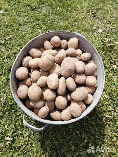 Семенной картофель