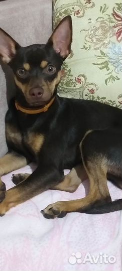 Кобель для вязки той - терьер