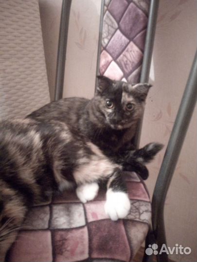 Вислоухий котёнок (девочка)