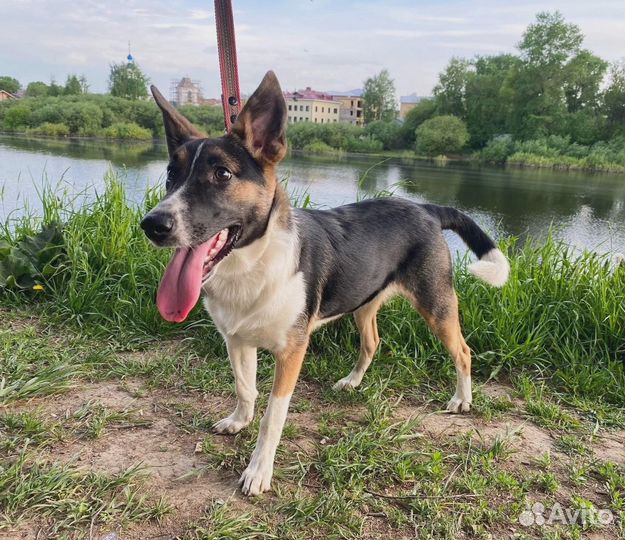 Собаки бесплатно