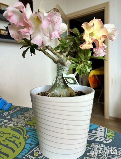 Адениум тучный, сортовая прививка RC505