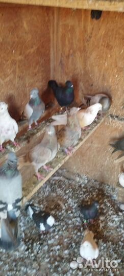 Продам голубей
