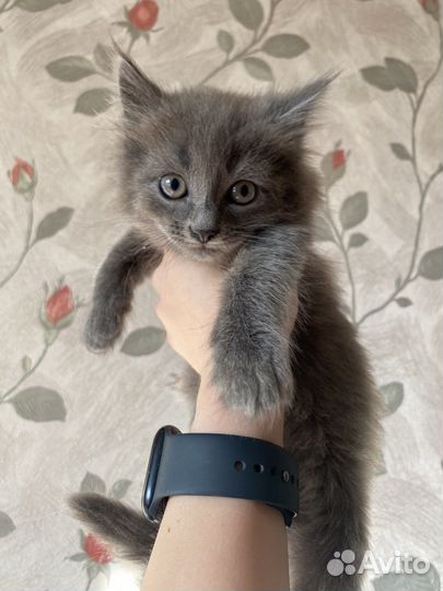 Котенок ищет дом