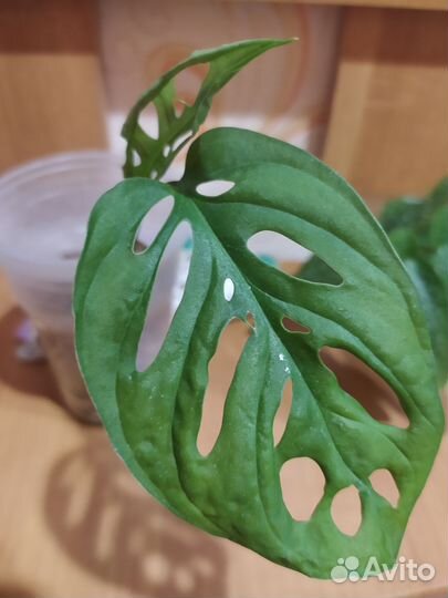 Монстера и др