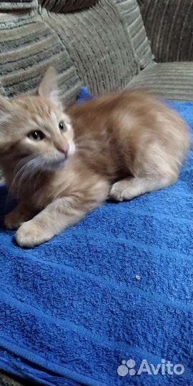Котята подарок к 1 сентября