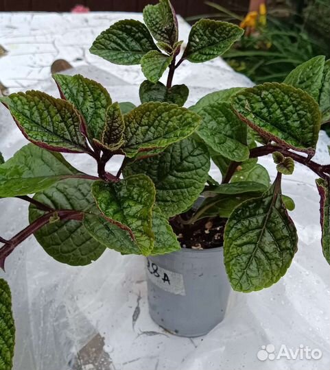 Плектрантус ампельный