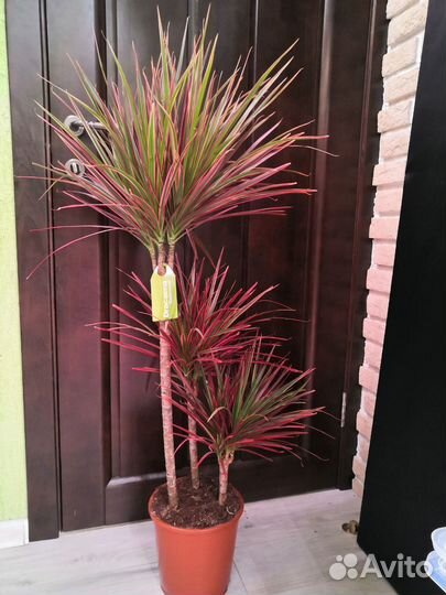 Пальма Драцена биколор 24/120