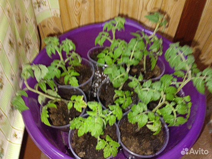 Рассада помидор черри