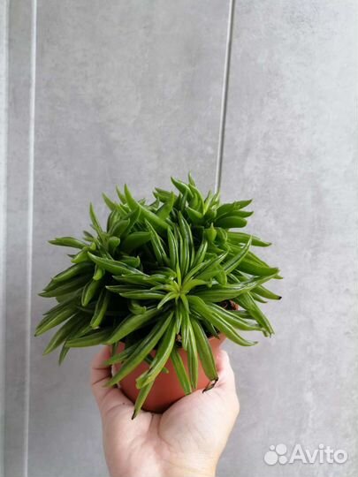 Пеперомия happy bean