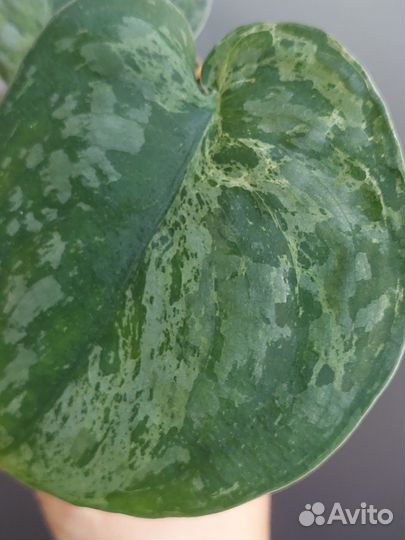 Сциндапсус