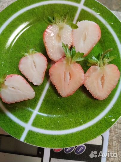 Клубника Бьянка Фрагола