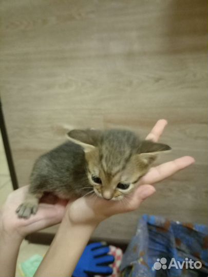 Отдам котят