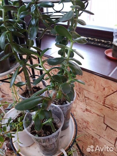 Толстянка.денежное дерево