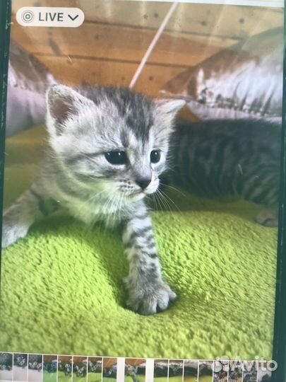 Продажа котят