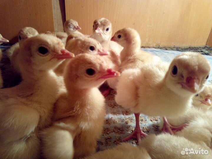 Инкубационное яйцо Хайбрид Канада на июнь