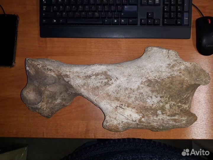 Кость мамонта