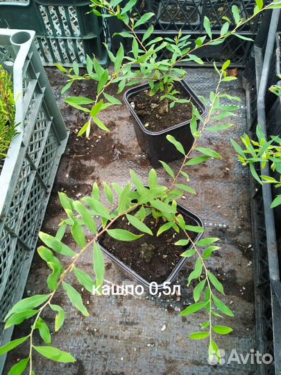 Спирея грефшейм