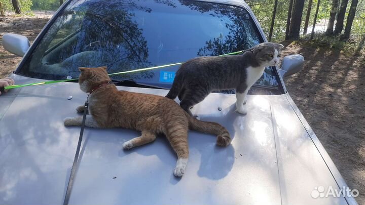 Коты для вязки
