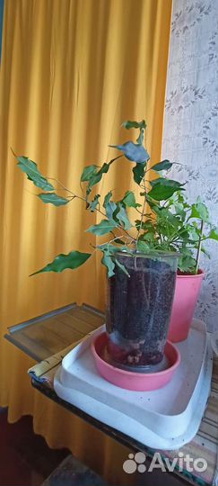 Фикус бенджамина