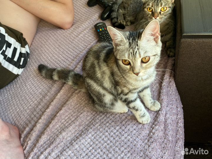 Породистая кошечка