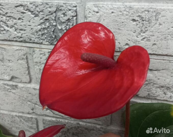 Антуриумы сортовые