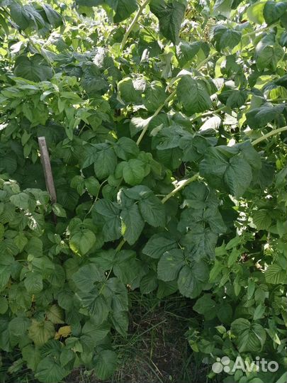 Саженцы малины, сливы, вишни