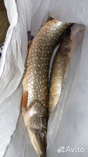 Лодка Адмирал 320