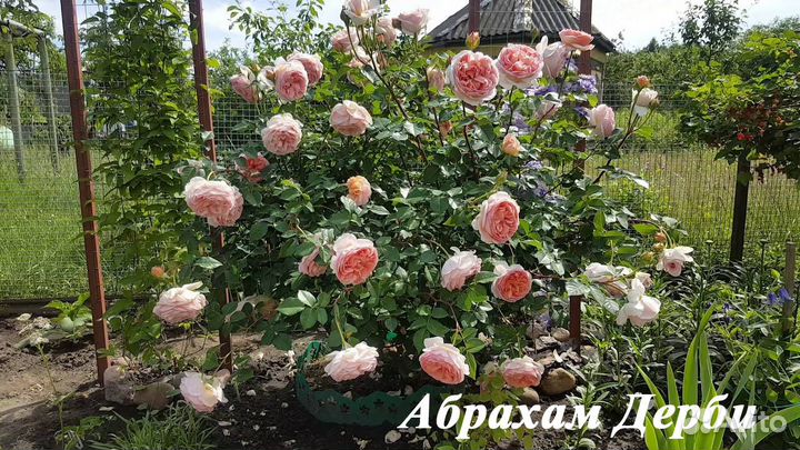 Саженцы английских роз и шрабов