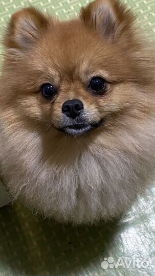 Померанский шпиц вязка