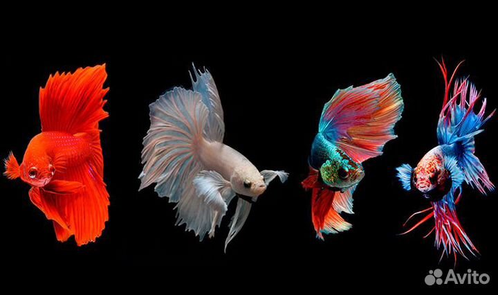 Рыбки петушки