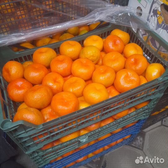 Лук фиолетовый