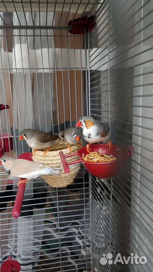 Птицы Амадины